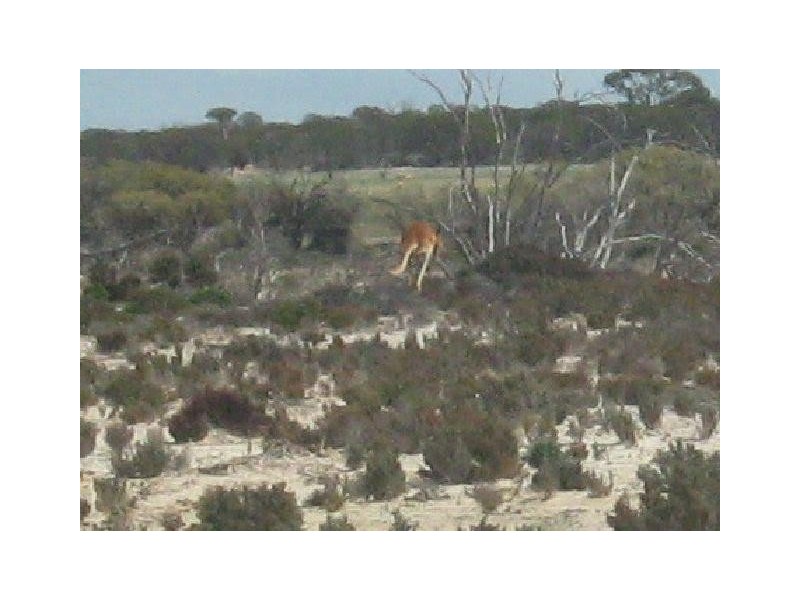 Dalwallinu WA 6609