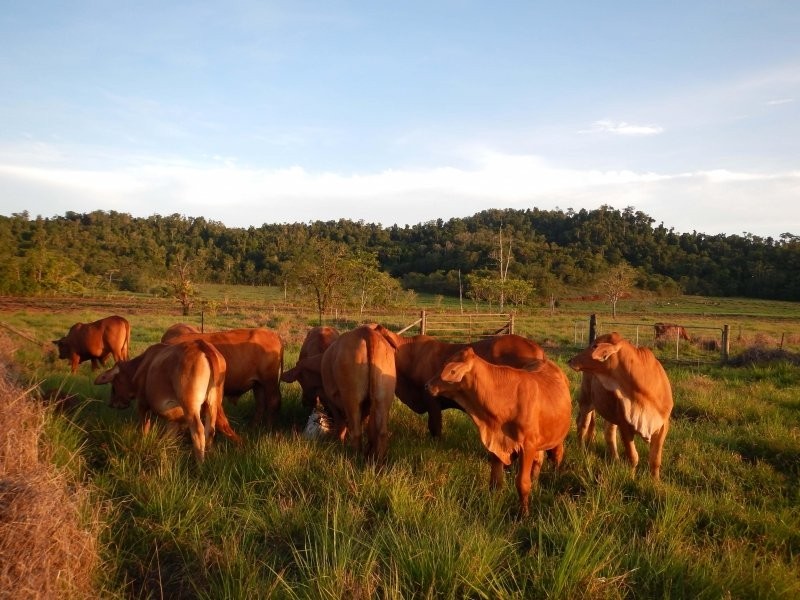 Lot 1 Buttigieg Road, East Russell QLD 4861