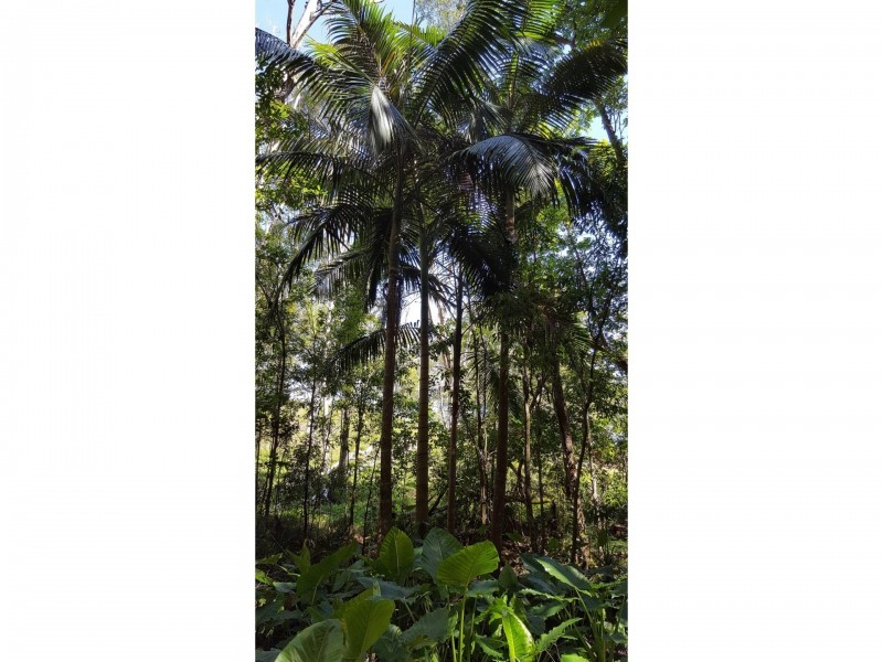 141 Old Pacific Highway, Raleigh NSW 2454