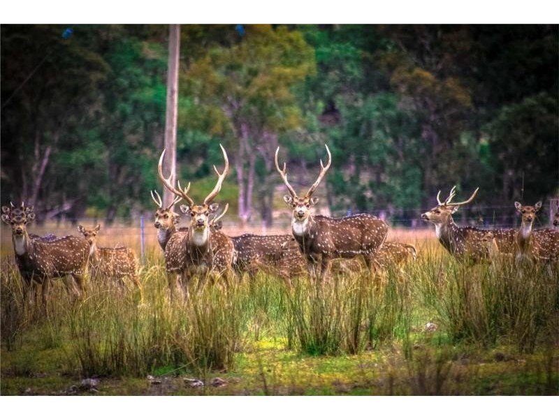 Tenterfield NSW 2372