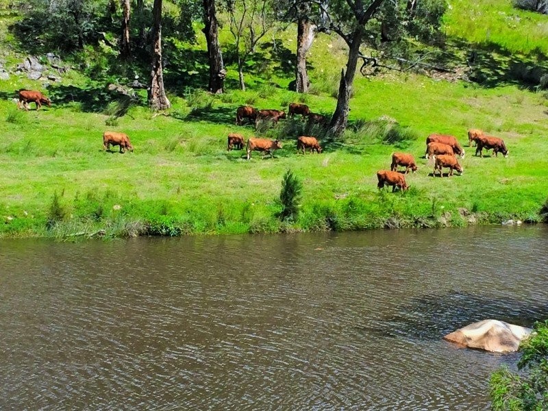 Tenterfield NSW 2372