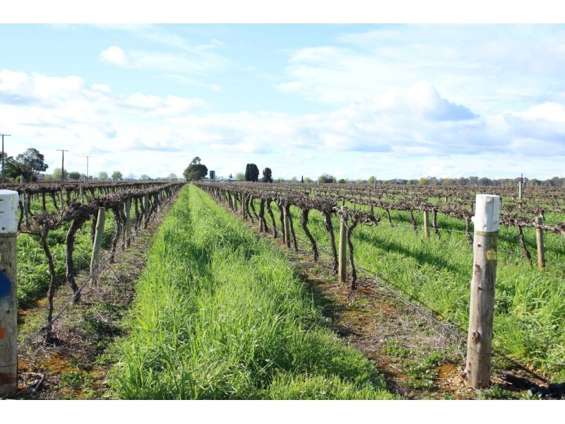 31 Portland Street, Penola SA 5277