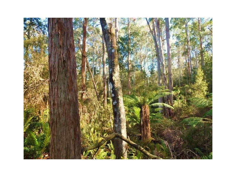 1184 Mole Creek Road, Needles TAS 7304