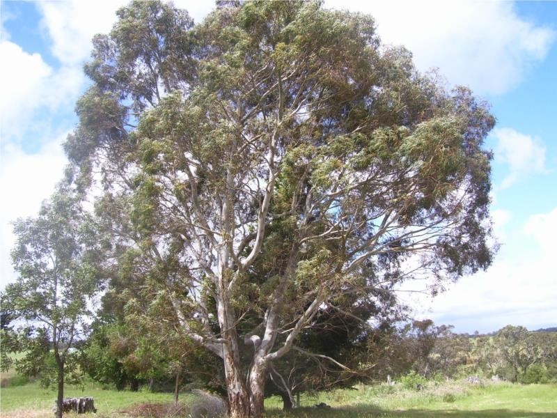 1541 Buninyong Mt Mercer Road, Grenville VIC 3352