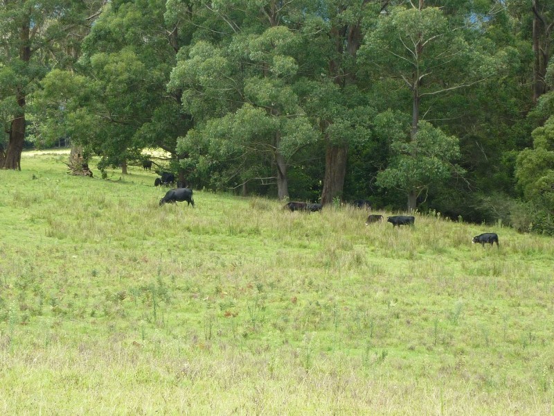 lot 1 Old Jamberoo Road, Robertson NSW 2577