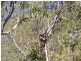 1003 Condamine River Road, Killarney QLD 4373
