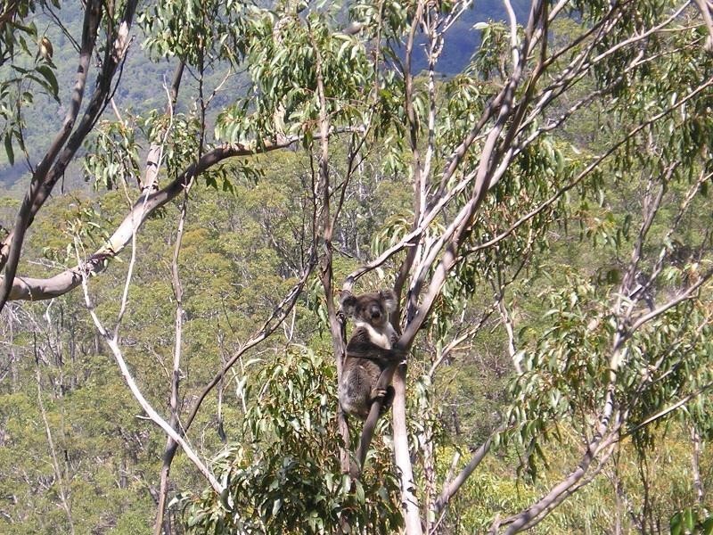 1003 Condamine River Road, Killarney QLD 4373