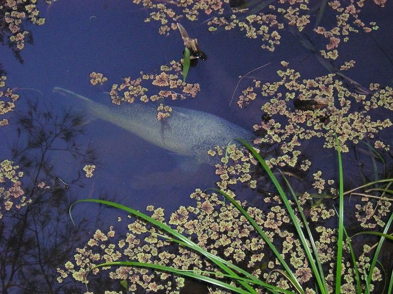 1003 Condamine River Road, Killarney QLD 4373