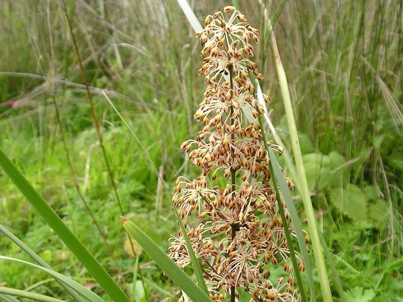 1003 Condamine River Road, Killarney QLD 4373