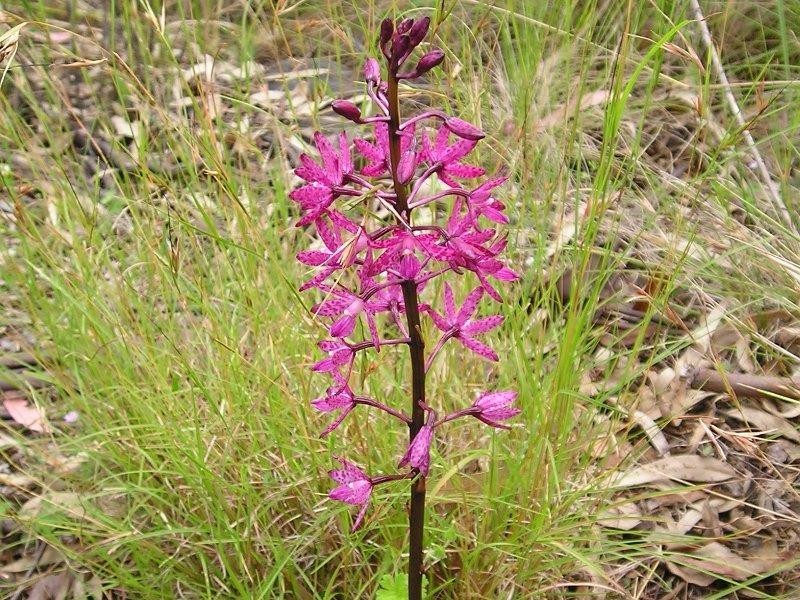 1003 Condamine River Road, Killarney QLD 4373