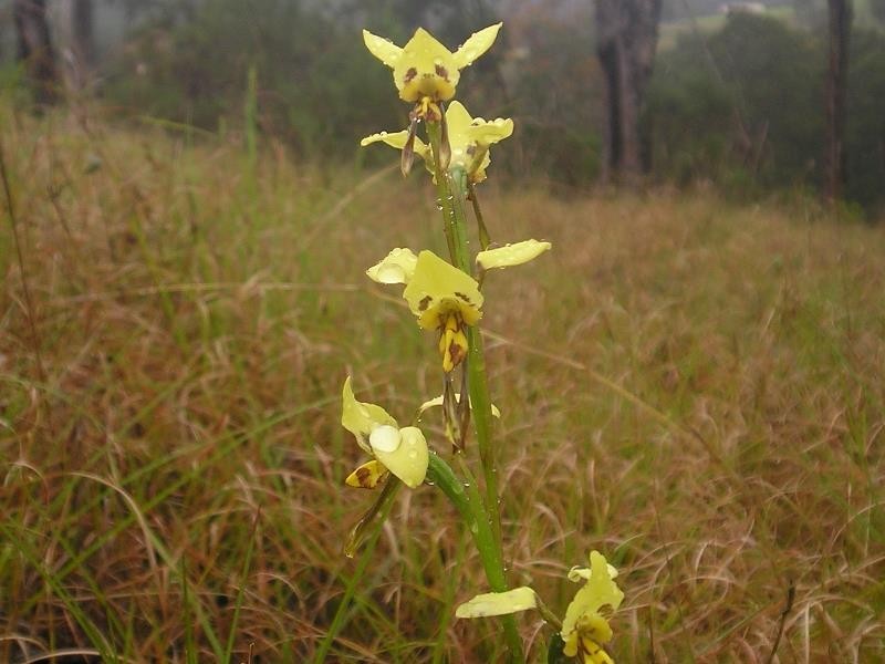 1003 Condamine River Road, Killarney QLD 4373