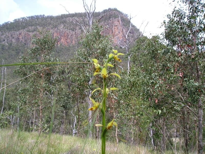 1003 Condamine River Road, Killarney QLD 4373