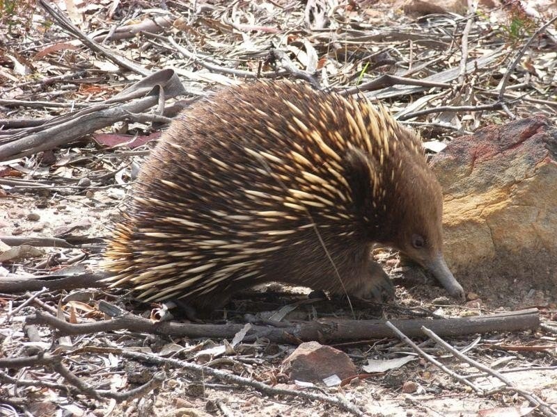 1645 Coles Bay Road, Coles Bay TAS 7215