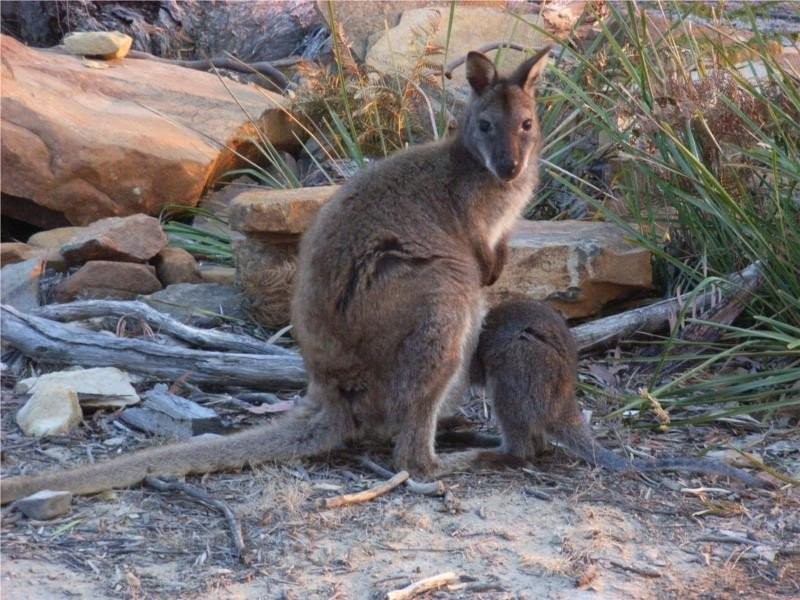 1645 Coles Bay Road, Coles Bay TAS 7215