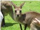 Airlie Beach QLD 4802