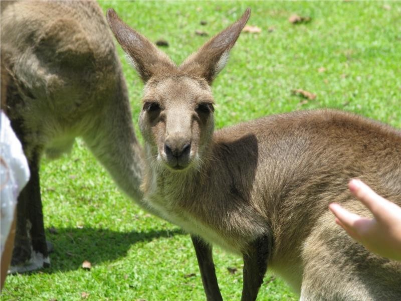 Airlie Beach QLD 4802