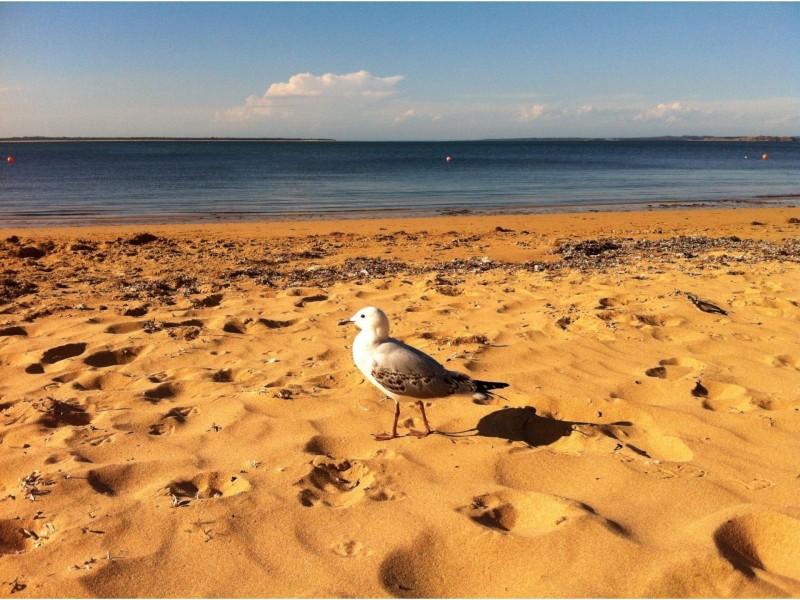 23 Raywood Avenue, Cowes VIC 3922