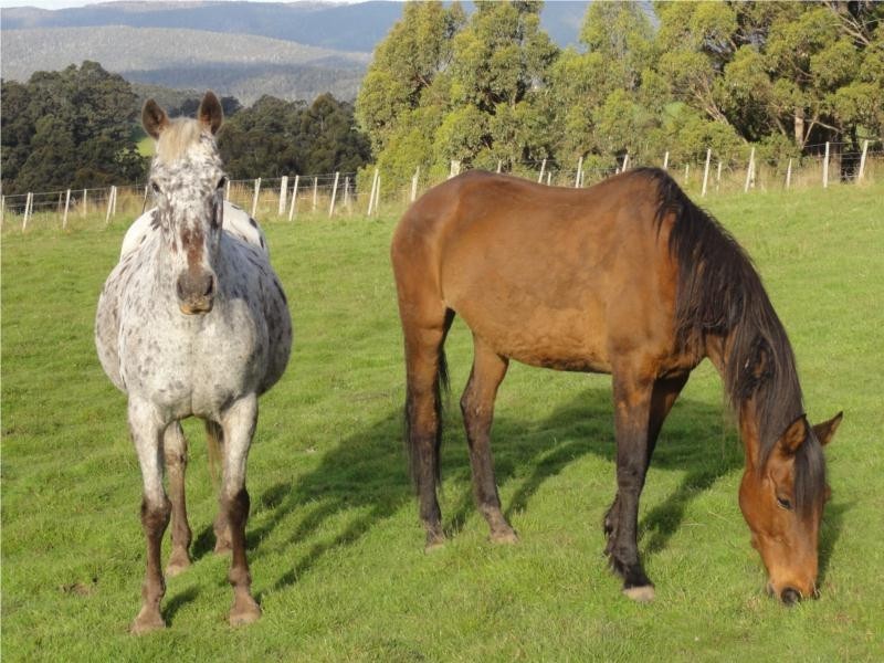 Lot 1 Nubeena Back Road, Koonya TAS 7187