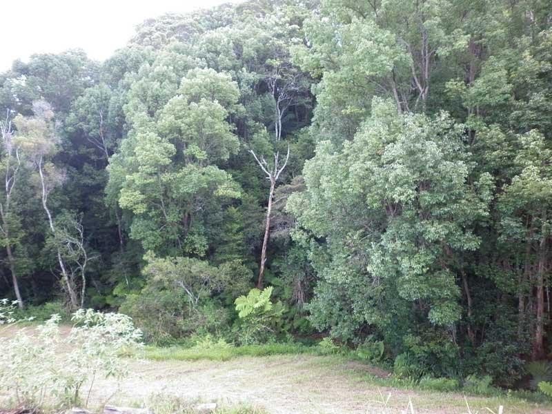 16 Teak Place, Nobbys Creek NSW 2484