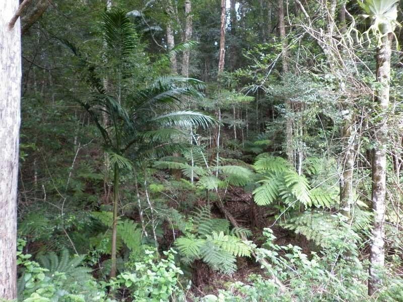 16 Teak Place, Nobbys Creek NSW 2484