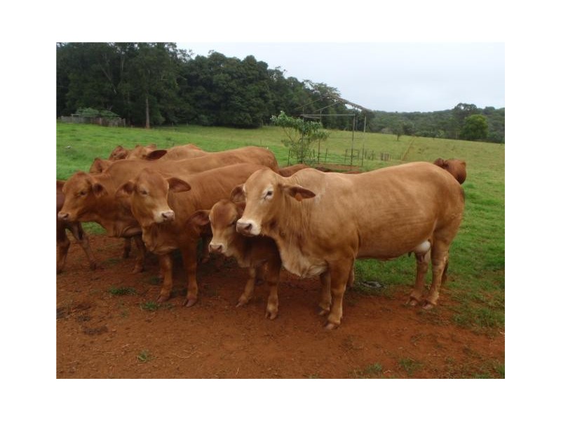 1 Ravenshoe, Ravenshoe QLD 4888