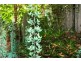 12 Blueberry Close, Forest Gardens, Mount Sheridan QLD 4868