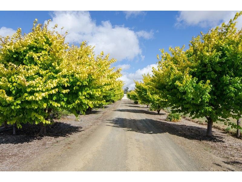 44 Sutherland Road, Millicent SA 5280