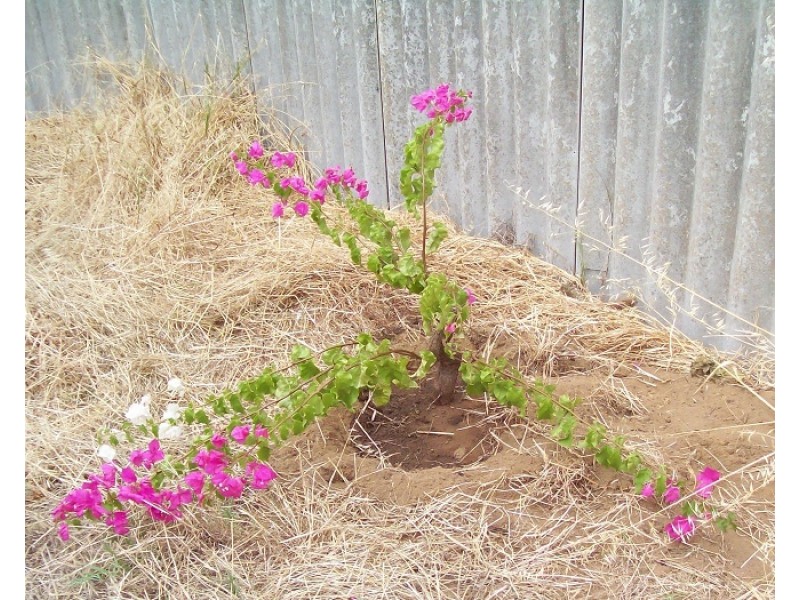 10 New Bond Street, Midland WA 6056