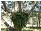 Stanthorpe QLD 4380