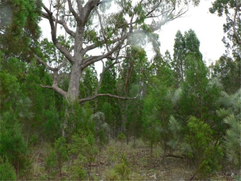 385 Amosfield Road, Stanthorpe QLD 4380
