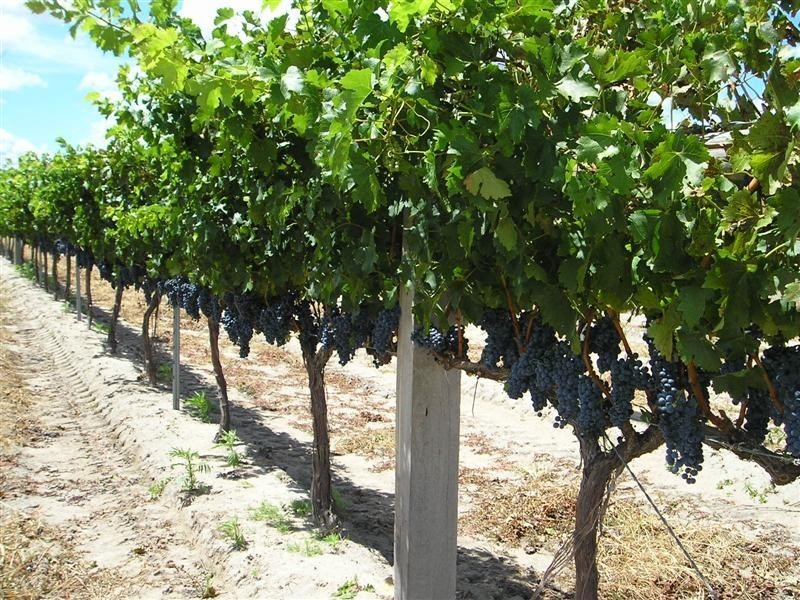 159 Costanzo Lane, Stanthorpe QLD 4380