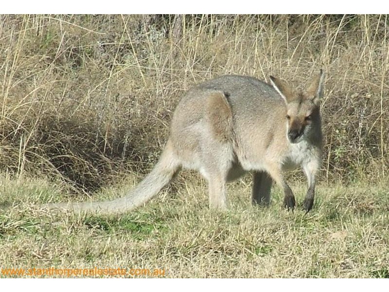 208 Watters Road, Ballandean via, Stanthorpe QLD 4380