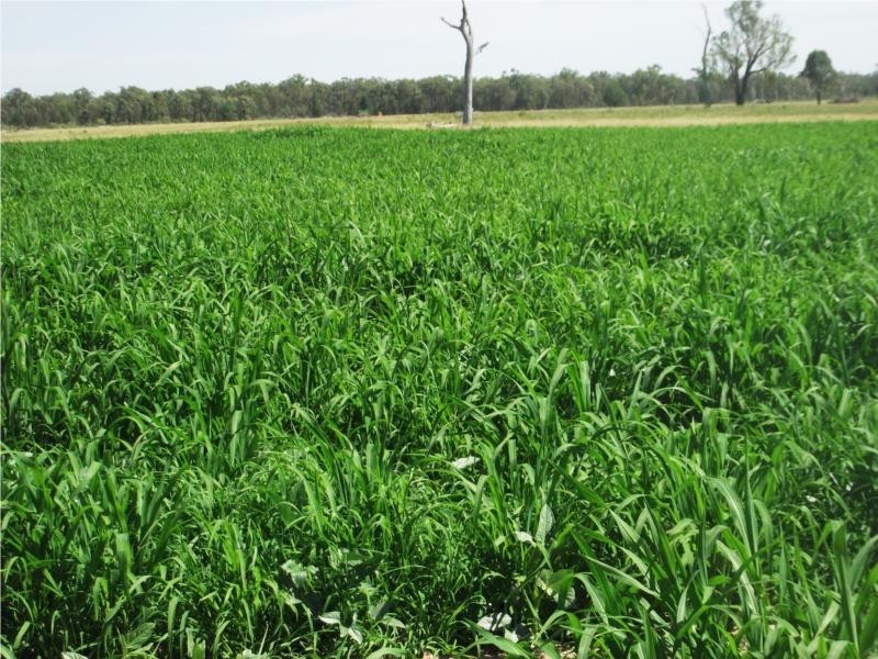 1502 Bruxner Hwy (Lot 16 & 17), Texas QLD 4385