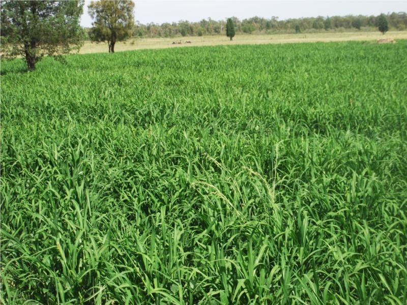 1502 Bruxner Hwy (Lot 16 & 17), Texas QLD 4385