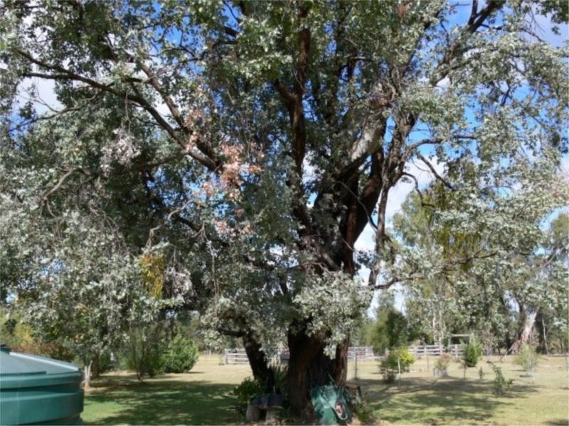 1502 Bruxner Hwy (Lot 17), Texas NSW 4385