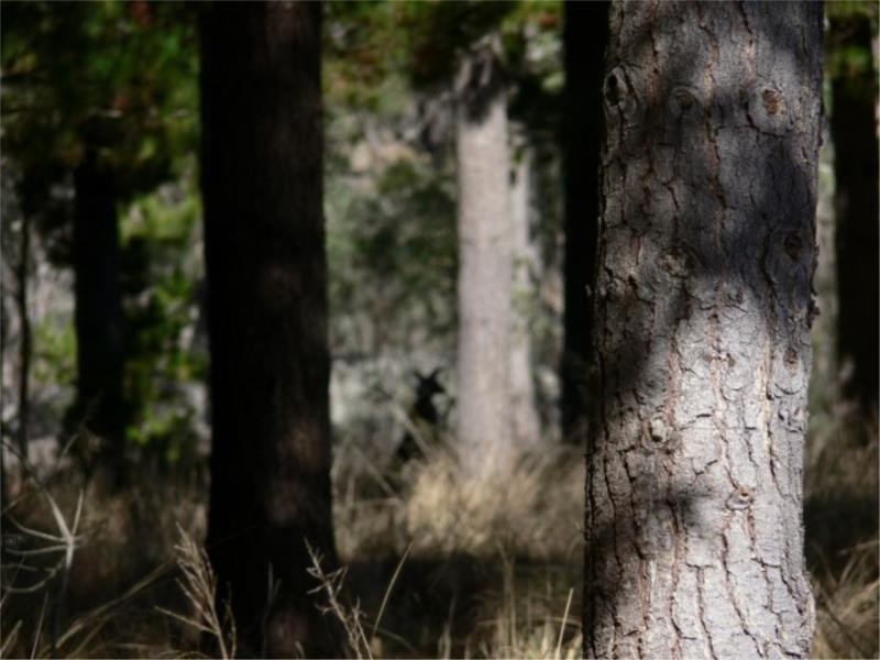 25 Mt Hutton Road, Stanthorpe QLD 4380