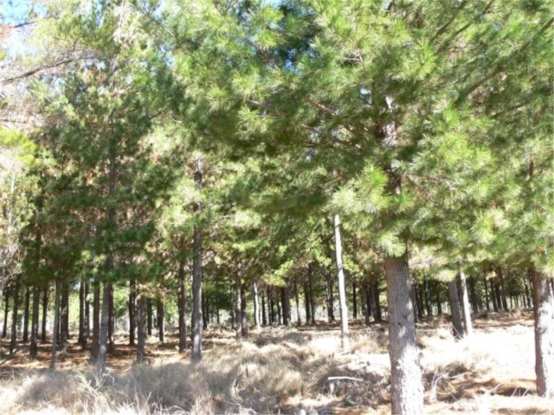 25 Mt Hutton Road, Stanthorpe QLD 4380