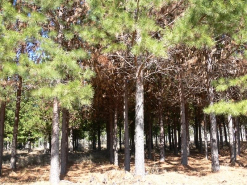 25 Mt Hutton Road, Stanthorpe QLD 4380