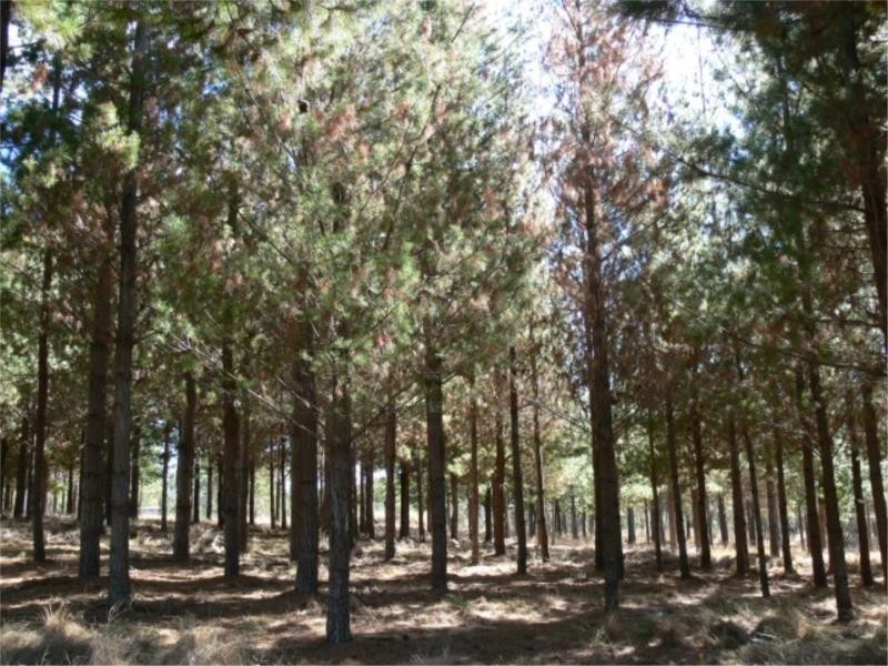 25 Mt Hutton Road, Stanthorpe QLD 4380