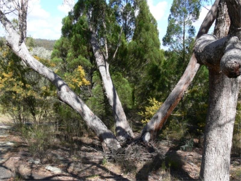 46 Sugarloaf Road, Stanthorpe QLD 4380