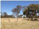 Lot 1 Thulimbah Road, Thulimbah QLD 4376