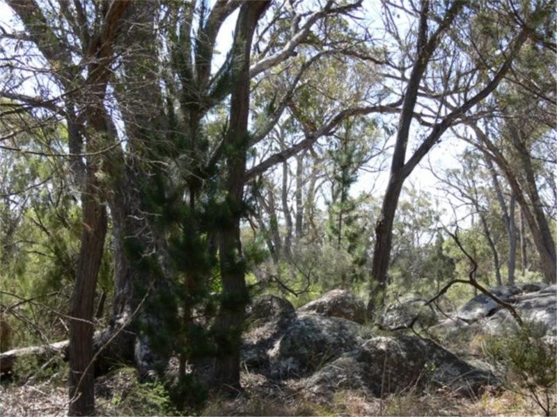 42 Sugarloaf Road, Stanthorpe QLD 4380