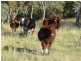 Lot 13 Saxby Road, Ballandean via, Stanthorpe QLD 4380