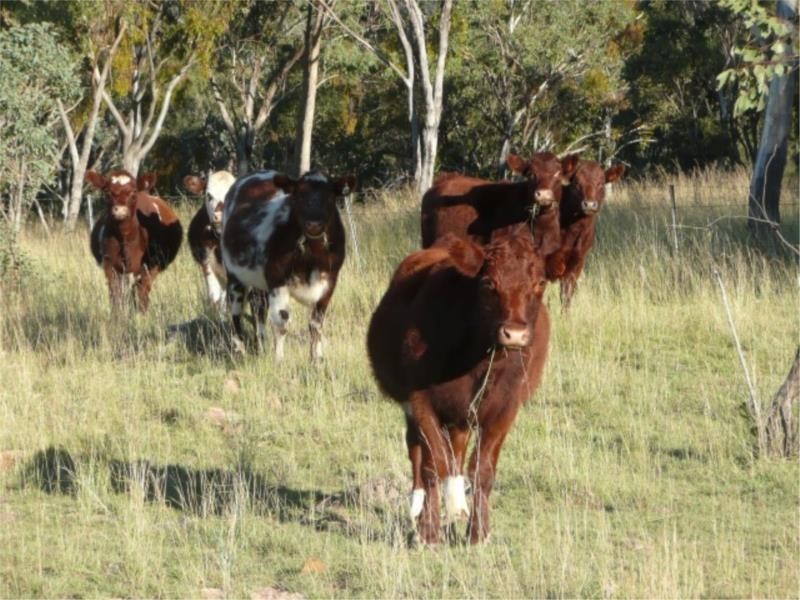 Lot 13 Saxby Road, Ballandean via, Stanthorpe QLD 4380