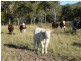 Lot 13 Saxby Road, Ballandean via, Stanthorpe QLD 4380
