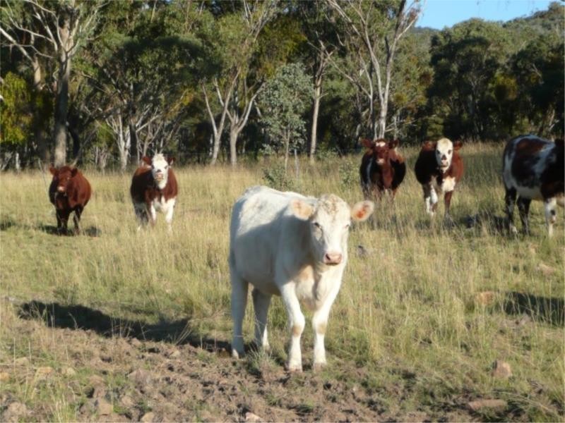 Lot 13 Saxby Road, Ballandean via, Stanthorpe QLD 4380