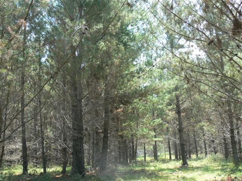 Lot 244 Radiata Close, Stanthorpe QLD 4380