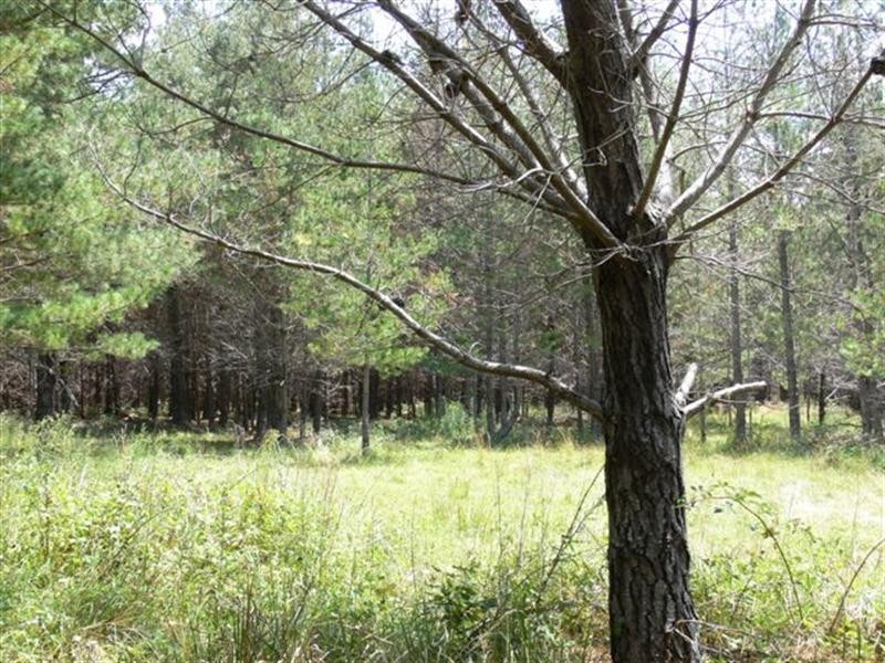 Lot 244 Radiata Close, Stanthorpe QLD 4380