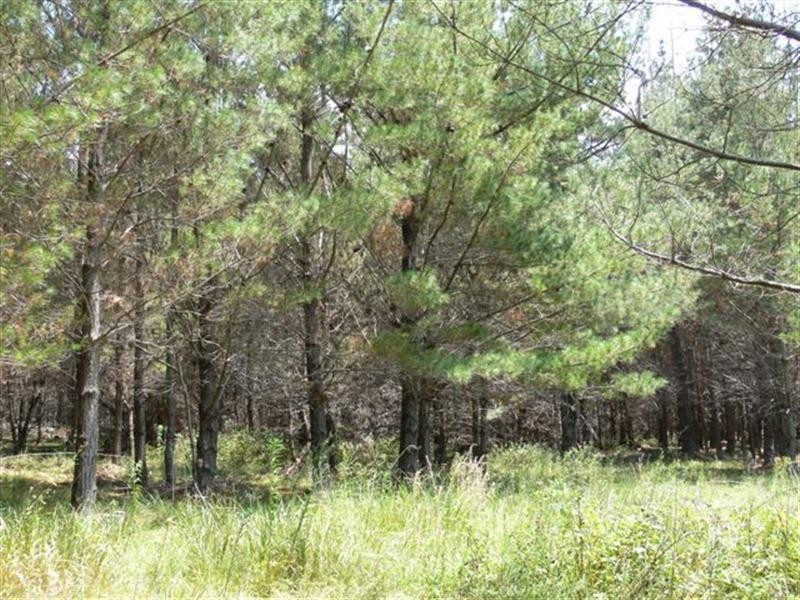Lot 244 Radiata Close, Stanthorpe QLD 4380