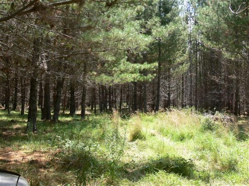 Lot 244 Radiata Close, Stanthorpe QLD 4380